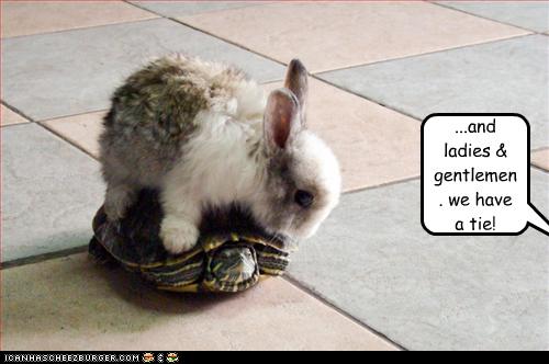 funny-pictures-bunny-and-turtle-race.jpg