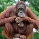 monyet